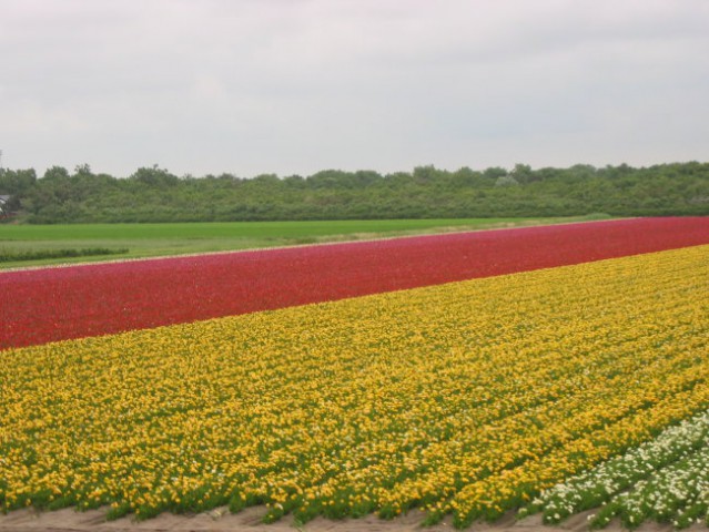 Niso bili sicer tulipani, ampak cvetlicno polje je pa le! Za tulipane bova morala priti ob