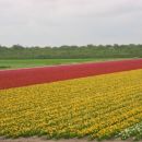 niso bili sicer tulipani, ampak cvetlicno polje je pa le! Za tulipane bova morala priti ob
