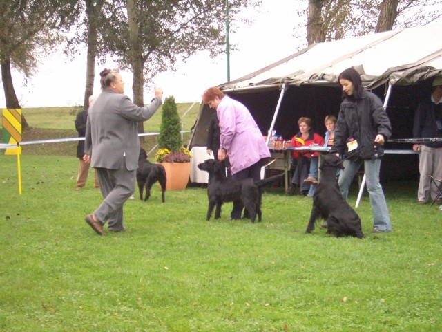 Specialna razstava kluba retrieverjev - foto povečava