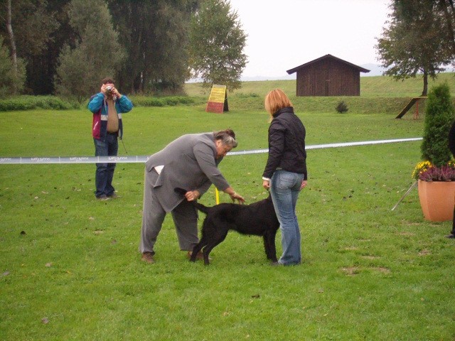 Specialna razstava kluba retrieverjev - foto