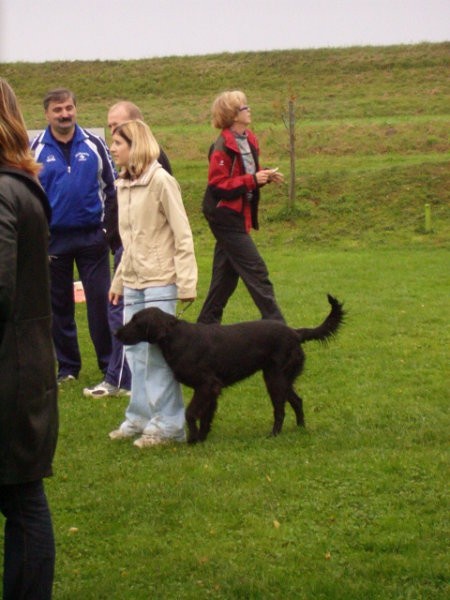 Specialna razstava kluba retrieverjev - foto povečava