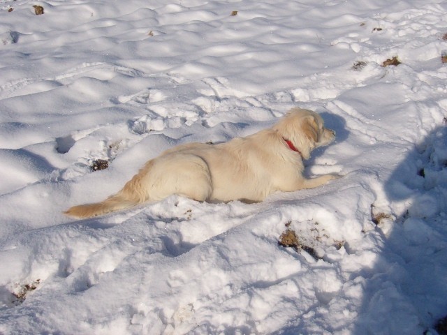 Srečanje- Kranj 6.2.2005 - foto povečava