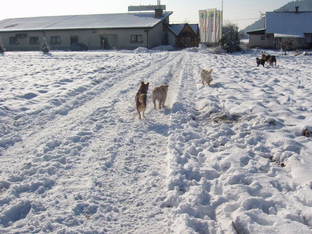 Srečanje- Kranj 6.2.2005 - foto povečava