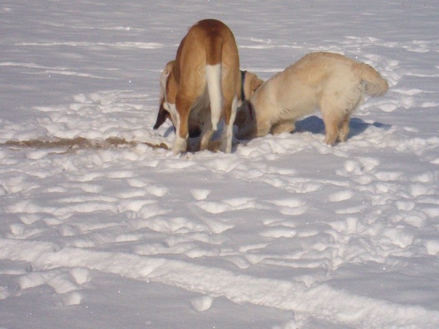 Srečanje- Kranj 6.2.2005 - foto povečava