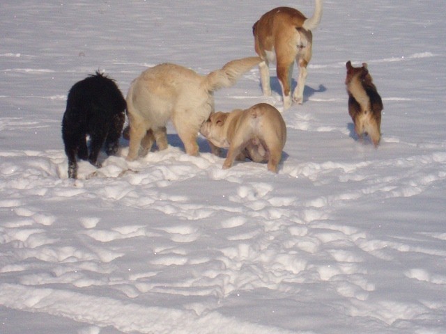 Srečanje- Kranj 6.2.2005 - foto povečava