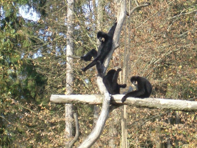 Obisk živalskega vrta - foto povečava