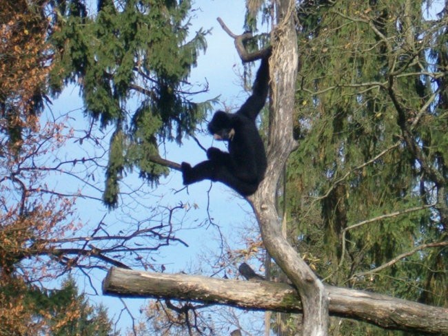 Obisk živalskega vrta - foto povečava