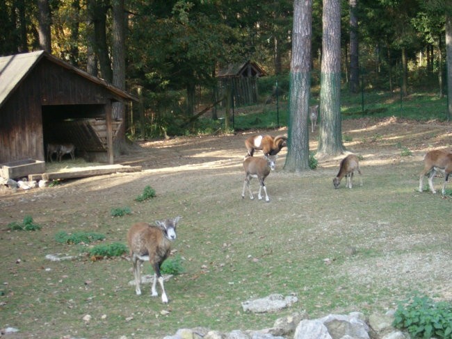 Obisk živalskega vrta - foto povečava