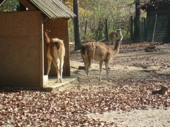 Obisk živalskega vrta - foto povečava