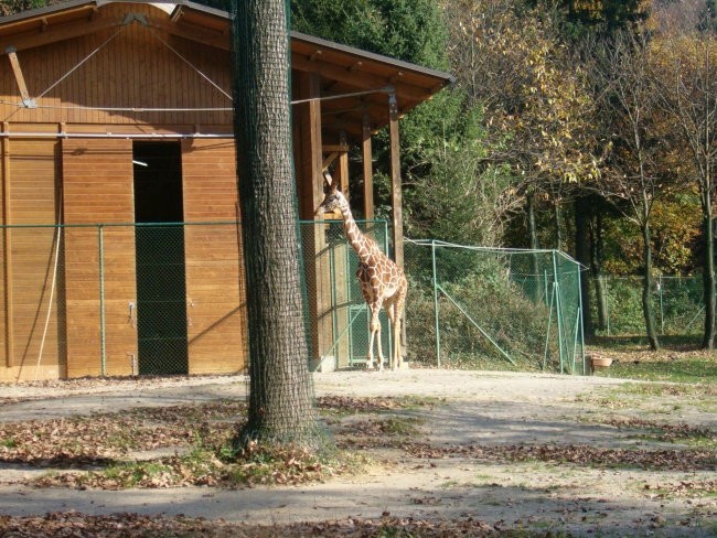 Obisk živalskega vrta - foto povečava