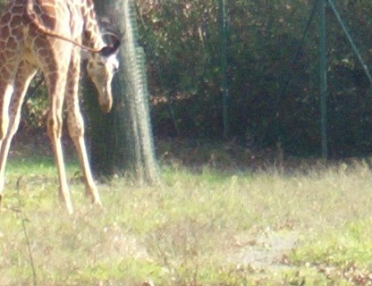 Obisk živalskega vrta - foto povečava