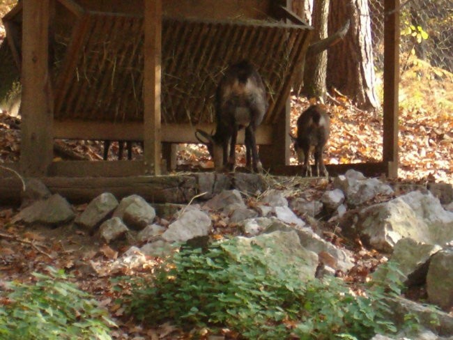 Obisk živalskega vrta - foto povečava