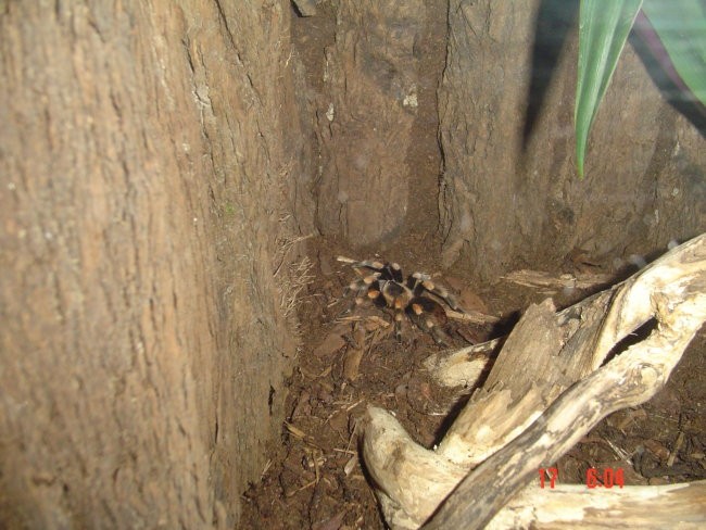 Moj drugi pajek B. Smithi - dobil sem ga od Niko-ta 