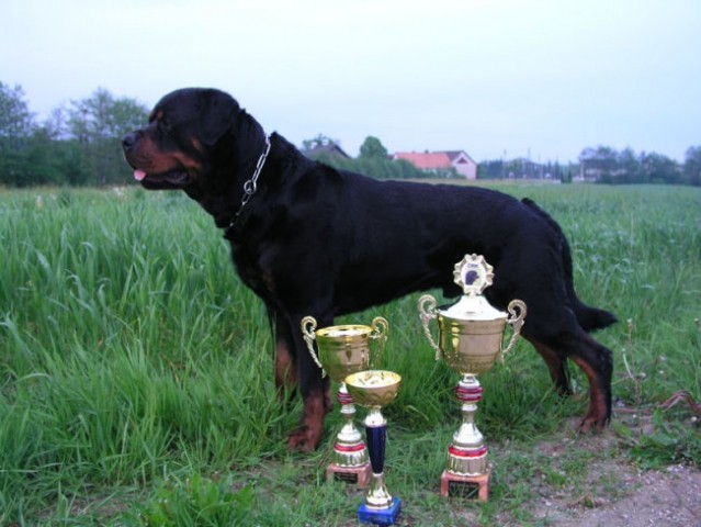 CACIB Salzburg - foto