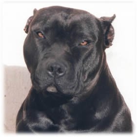 Bullčki - foto povečava