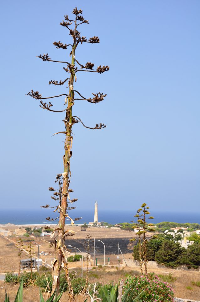 San Vito lo Capo, Sicilija - foto povečava