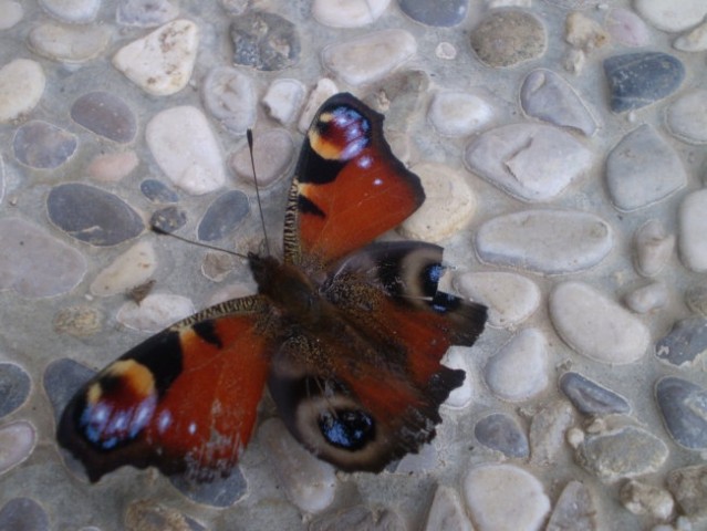 In ta isti metuljček, ko pokaže, da je živ. :)