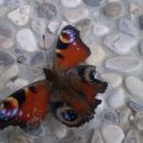 In ta isti metuljček, ko pokaže, da je živ. :)