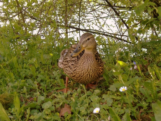 Narava - foto povečava