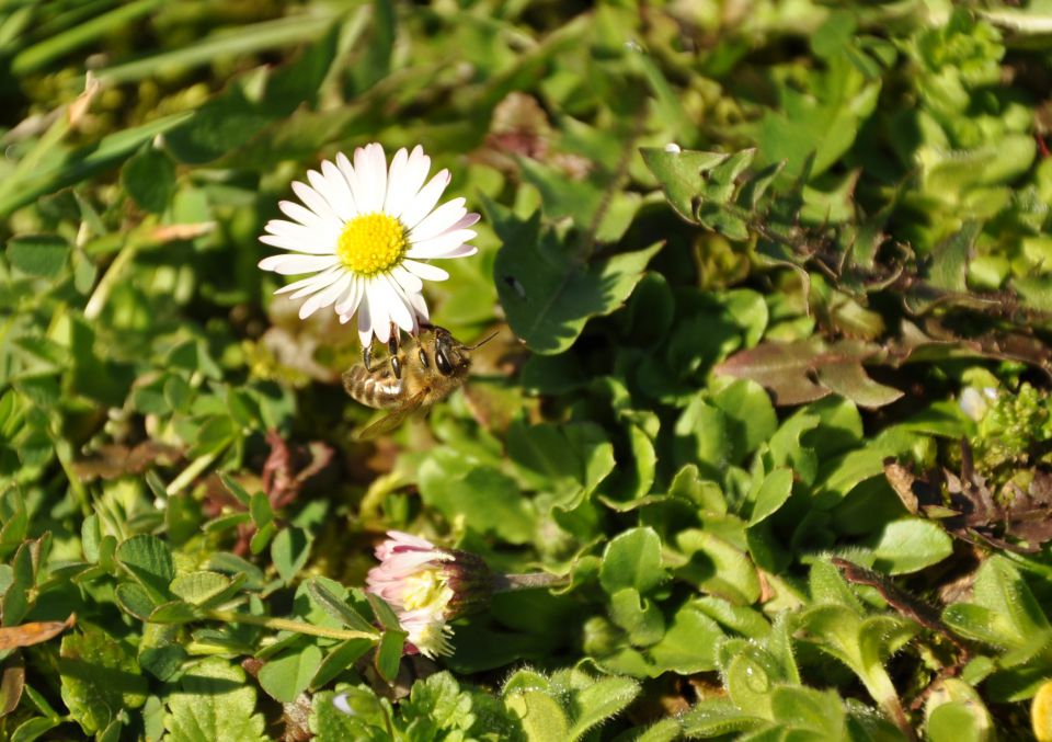 Narava - foto povečava