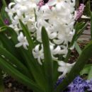 Beli cvetki dišečih hijacint v družbi drugih dišečih