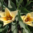 Koničasti rumeni tulipani ...