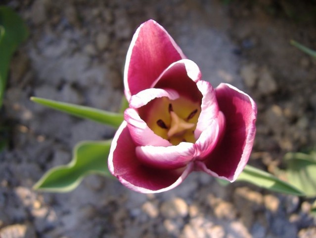 Moj najljubši tulipanček