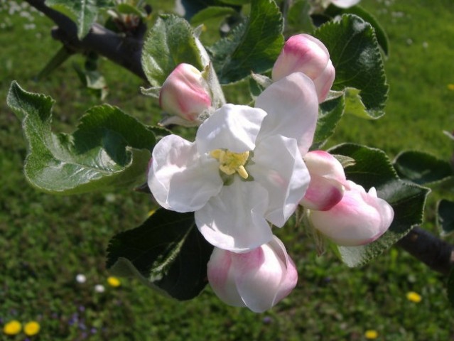Cvetoča jablana