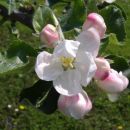 cvetoča jablana