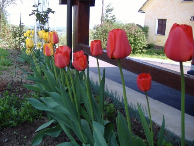 Vrsta tulipančkov