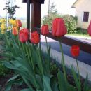 vrsta tulipančkov