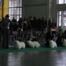 World dog show '06 Poznan - konkurenca v razredu šampionov