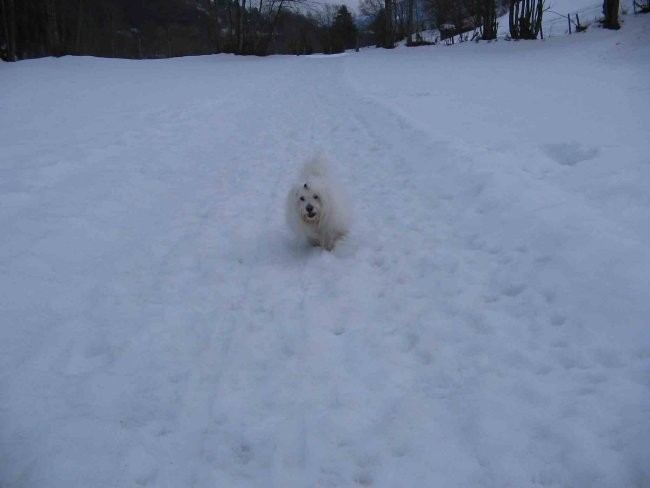 jaz pa pridem bolj počasi (Čupko, seveda)