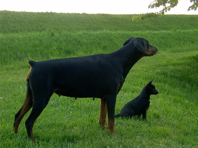 Aba - foto povečava