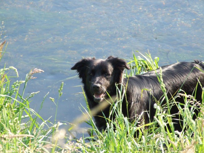 Daisy - foto povečava