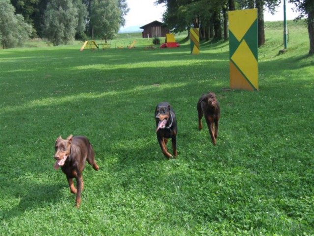 Mladiči - foto