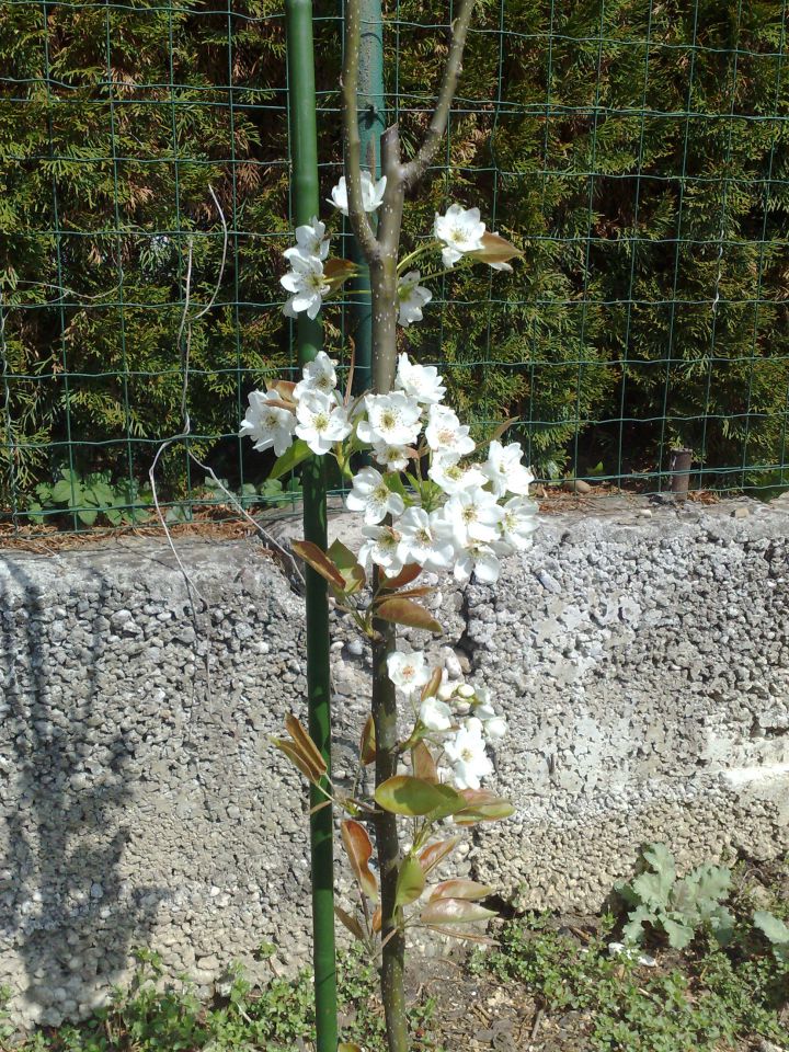 Pomlad poletje  2012 - foto povečava