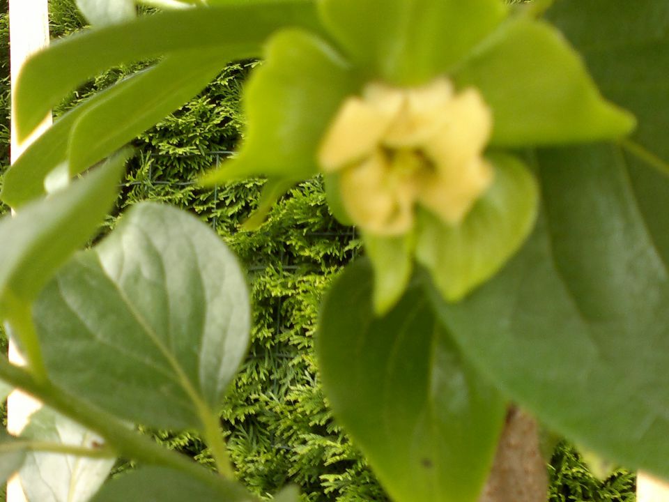 cvet vanilija kakija