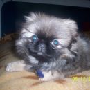 Lizi