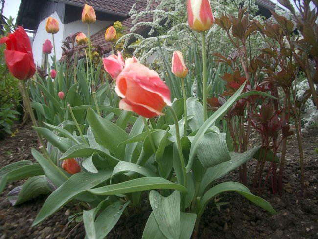 tulipani