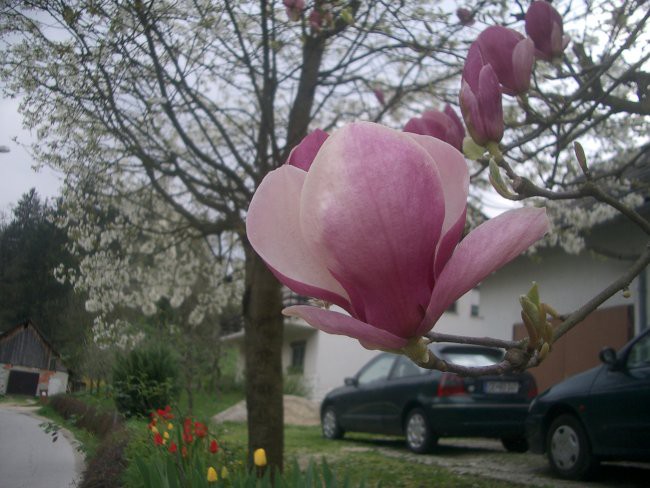 magnolija