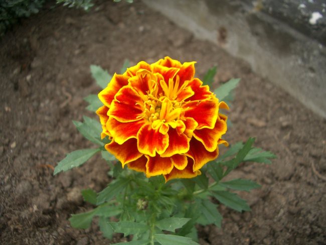 tagetes