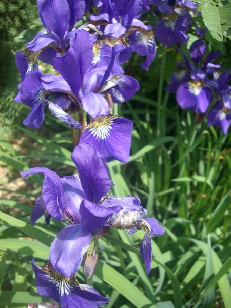 iris