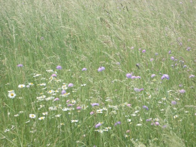 Cvetoč travnik