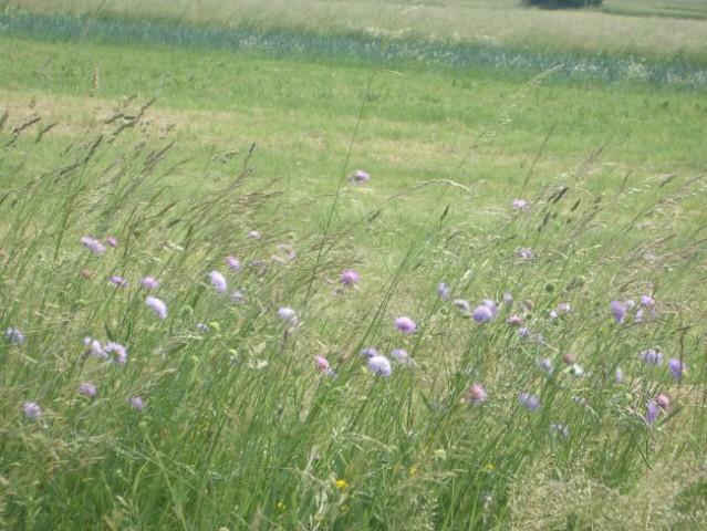 Cvetoč travnik