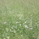 cvetoč travnik