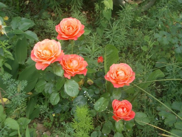 Vrtnice