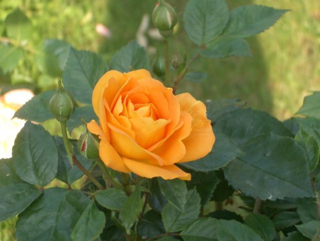 Vrtnica