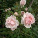 roza vrtnica