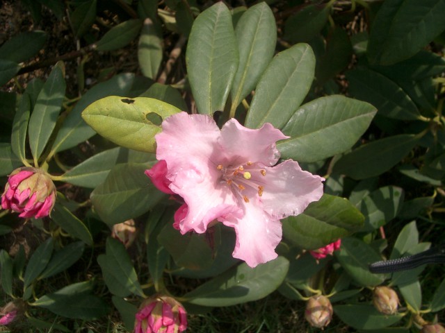 Rože1 - foto
